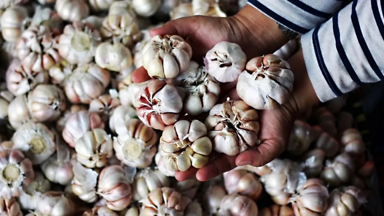 Rencana peningkatan produksi bawang putih melalui pendampingan budidaya dan riset terapan.